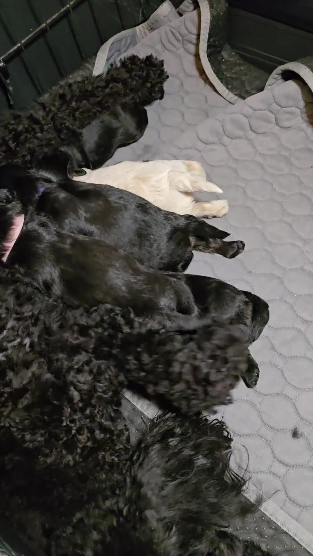 Toy Poodle dogs for sale: Rare tri colour MALTIPOO Exquisite 5⭐️licensed - Video 1