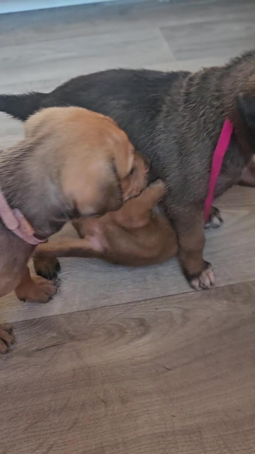 Rhodesian Ridgeback dogs for sale: Ridgeback puppies  - Video 1