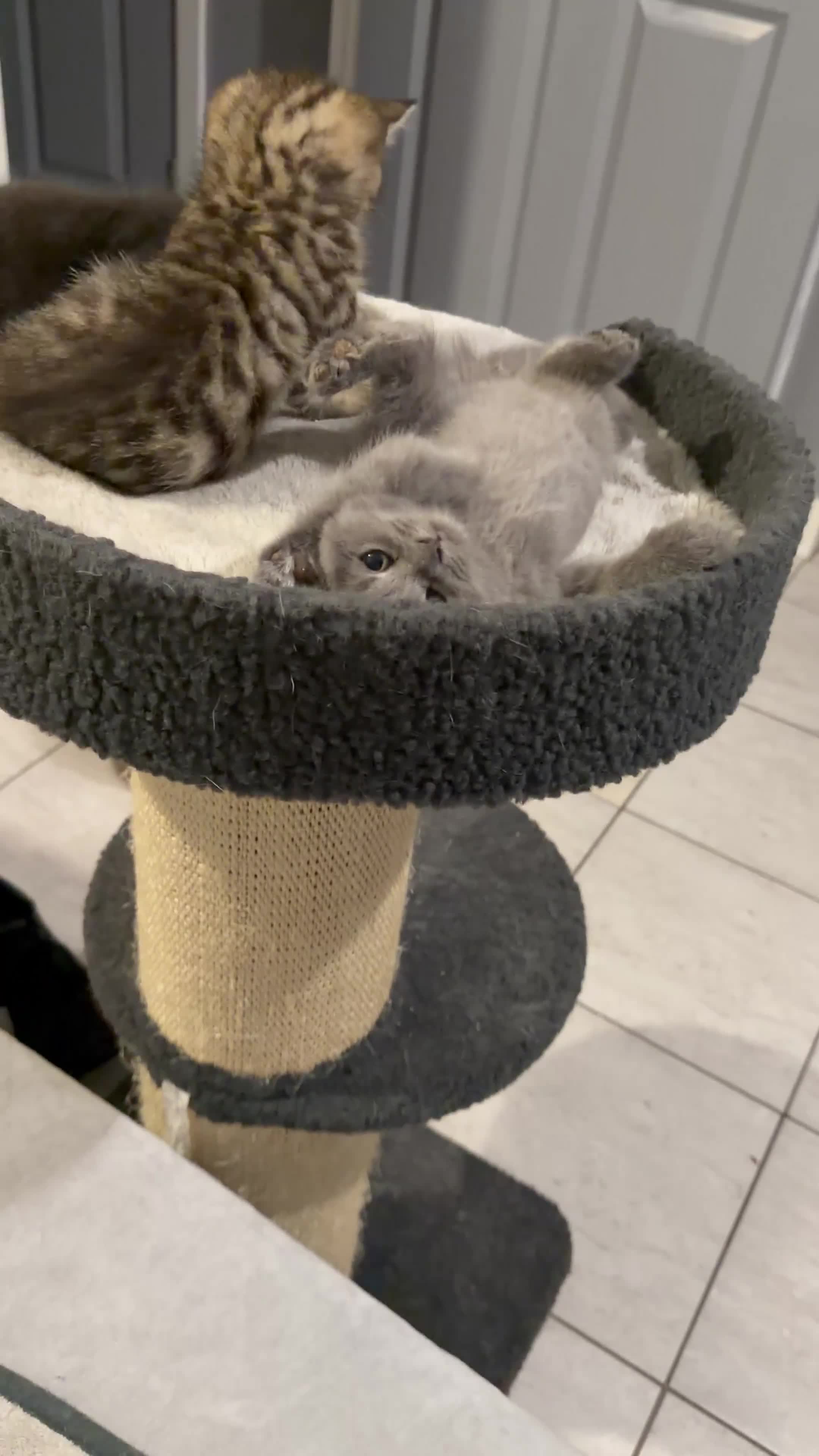 British Shorthair cats for sale: THREE BRITISH SHORTHAIR KITTENS  - Video 1