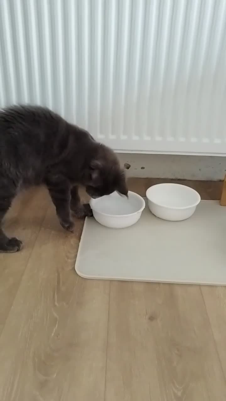 Maine Coon cats for sale: TICA MC kitten waiting for his forever home - Video 2