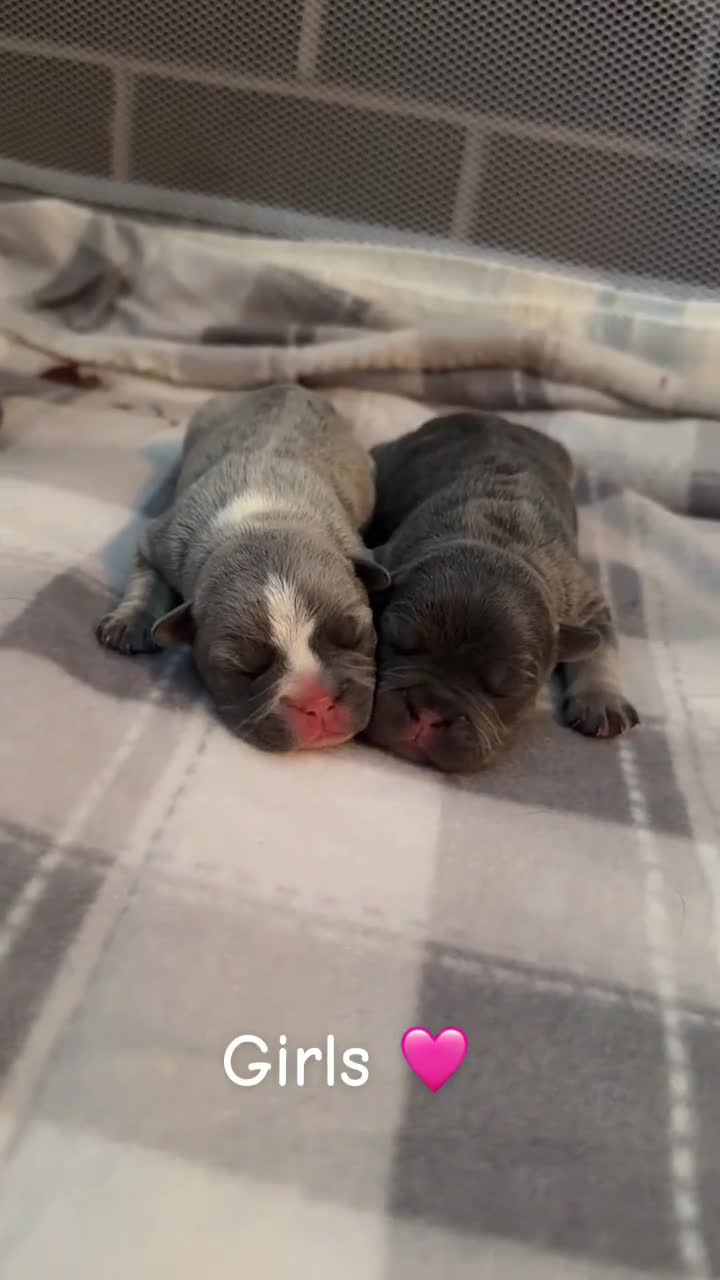 French Bulldog dogs for sale: French bull dog puppies - Video 4