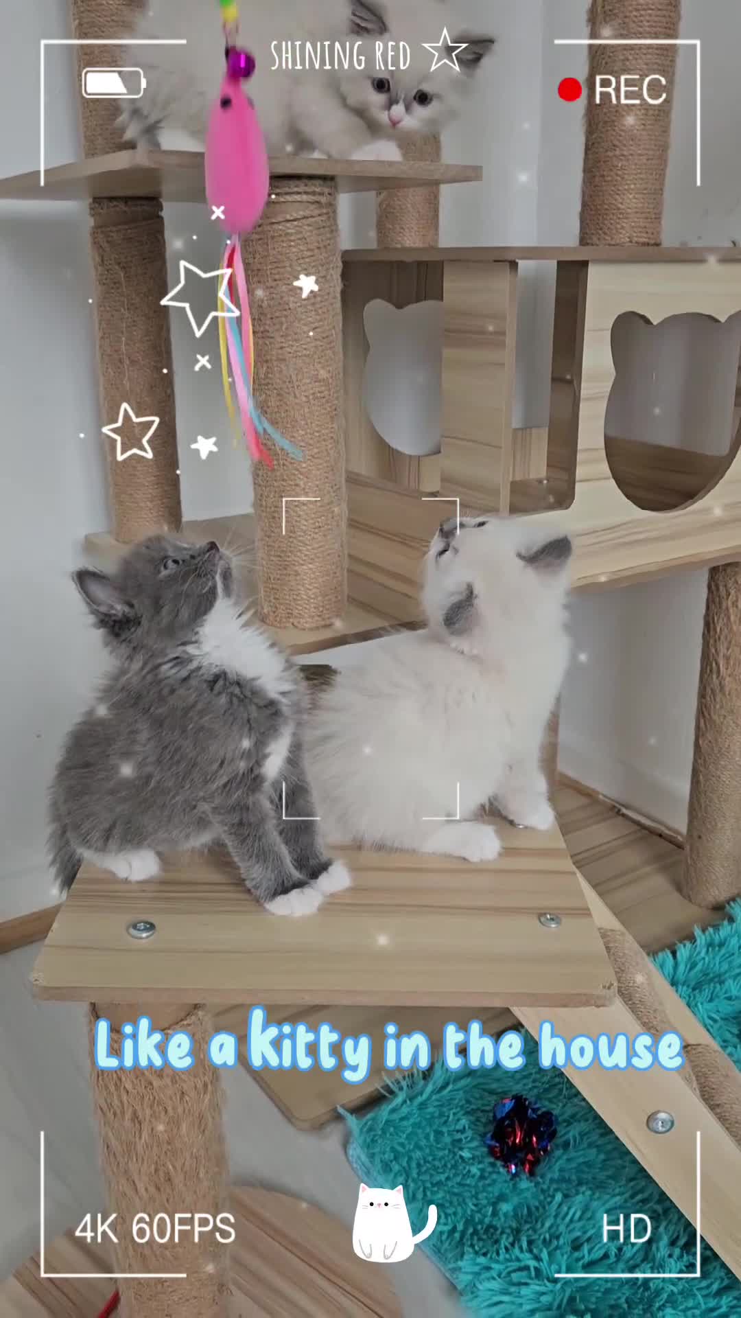 Ragdoll cats for sale: PET OR ActiveTicaHCM,PKD Certyficate,Championship  - Video 1
