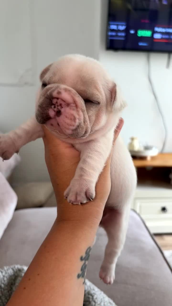 French Bulldog dogs for sale: Frenchie pups for sale! in Liverpool - Video 2
