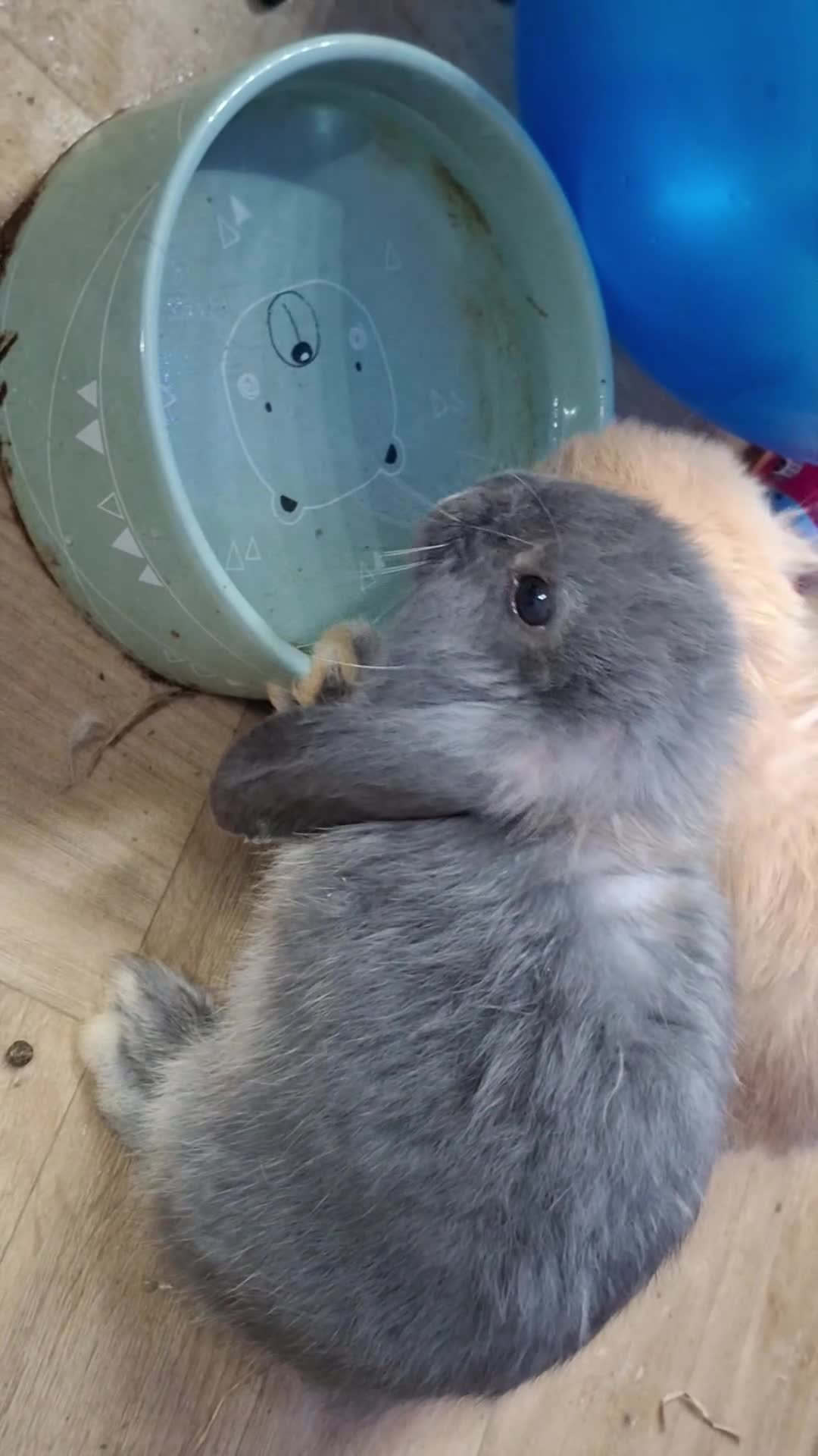 Mini Lop rabbits for sale: 4 beautiful mini lops ready to leave now. - Video 3