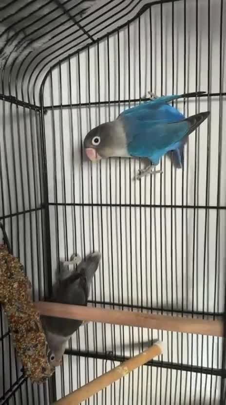 Lovebirds birds for sale: breeding pair of lovebirds  - Video 3
