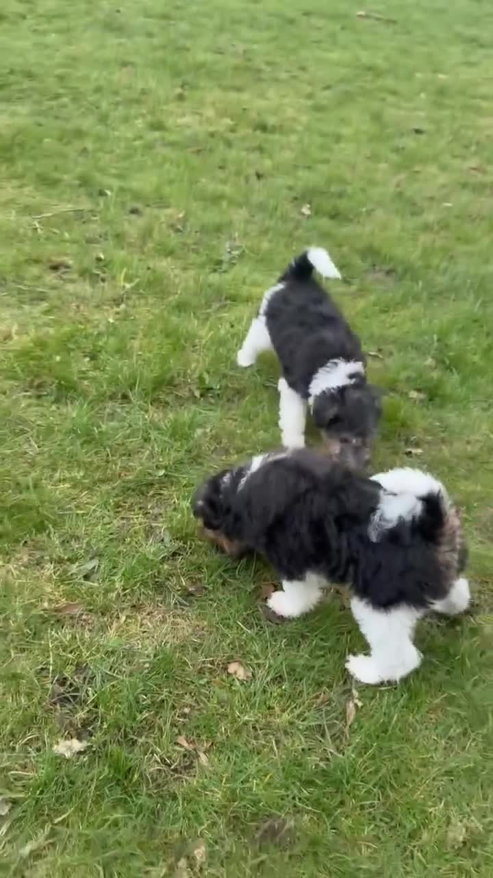 Fox Terrier dogs for sale: Fox terrier puppies for sale - Video 2