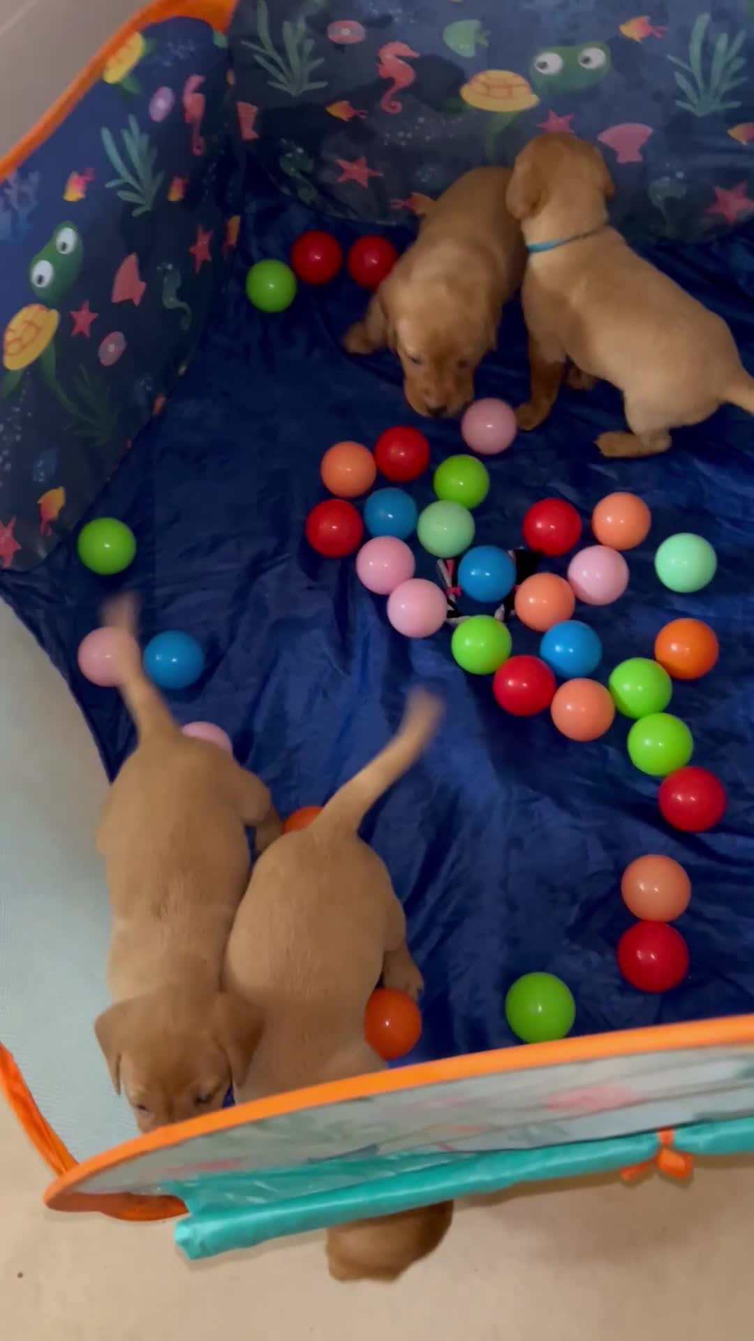 Labrador Retriever dogs for sale: KC REG FOX RED LABRADOR PUPPIES - Video 2