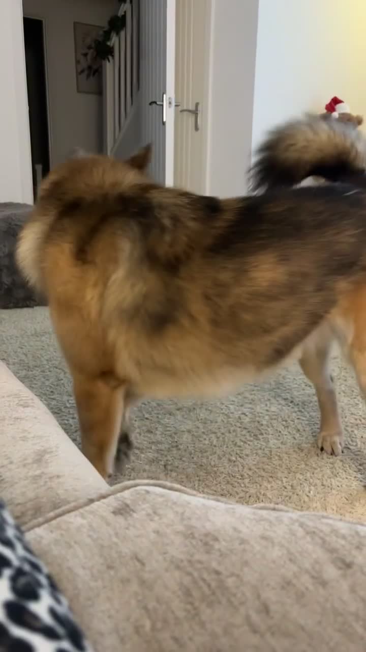 Mixed Breed dogs for sale: Alaskan Chow looking for loving and trained home in Chatteris - Video 1