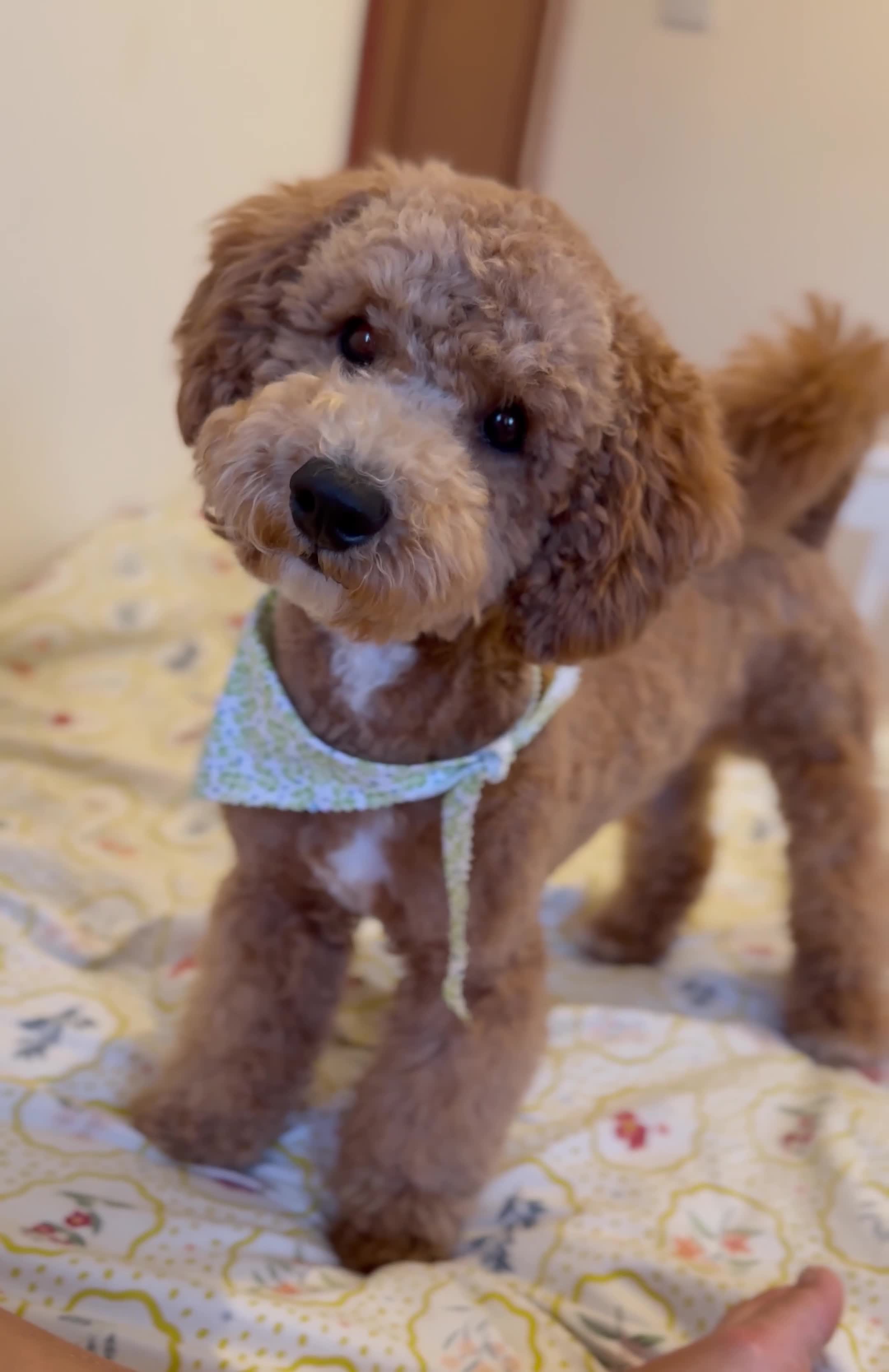 Poodle dogs for stud: Stud Poodle available for Breeding  in Greenford - Video 1
