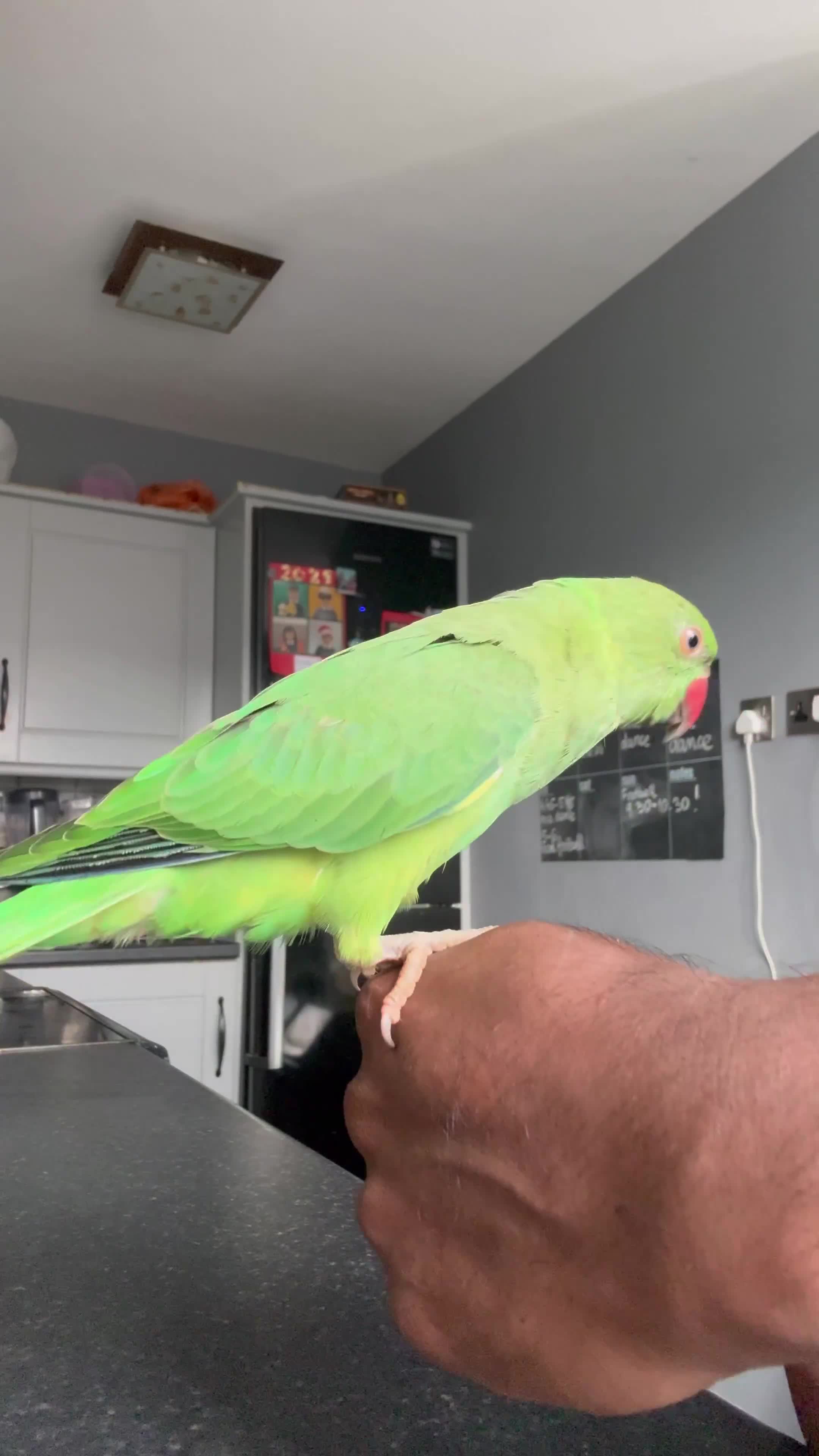 Ringnecks birds for sale: Indian RIngneck - Video 1