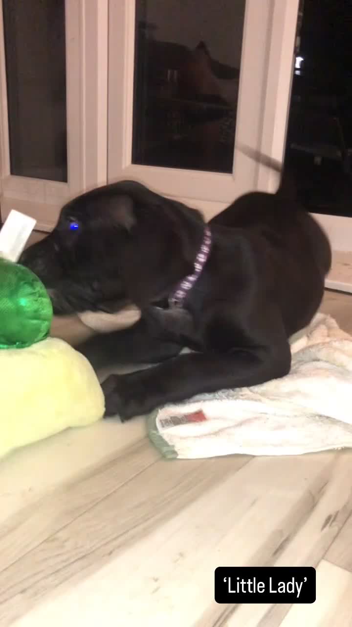 Presa Canario dogs for sale: Female Presa Canario (10 weeks) in Coventry - Video 1