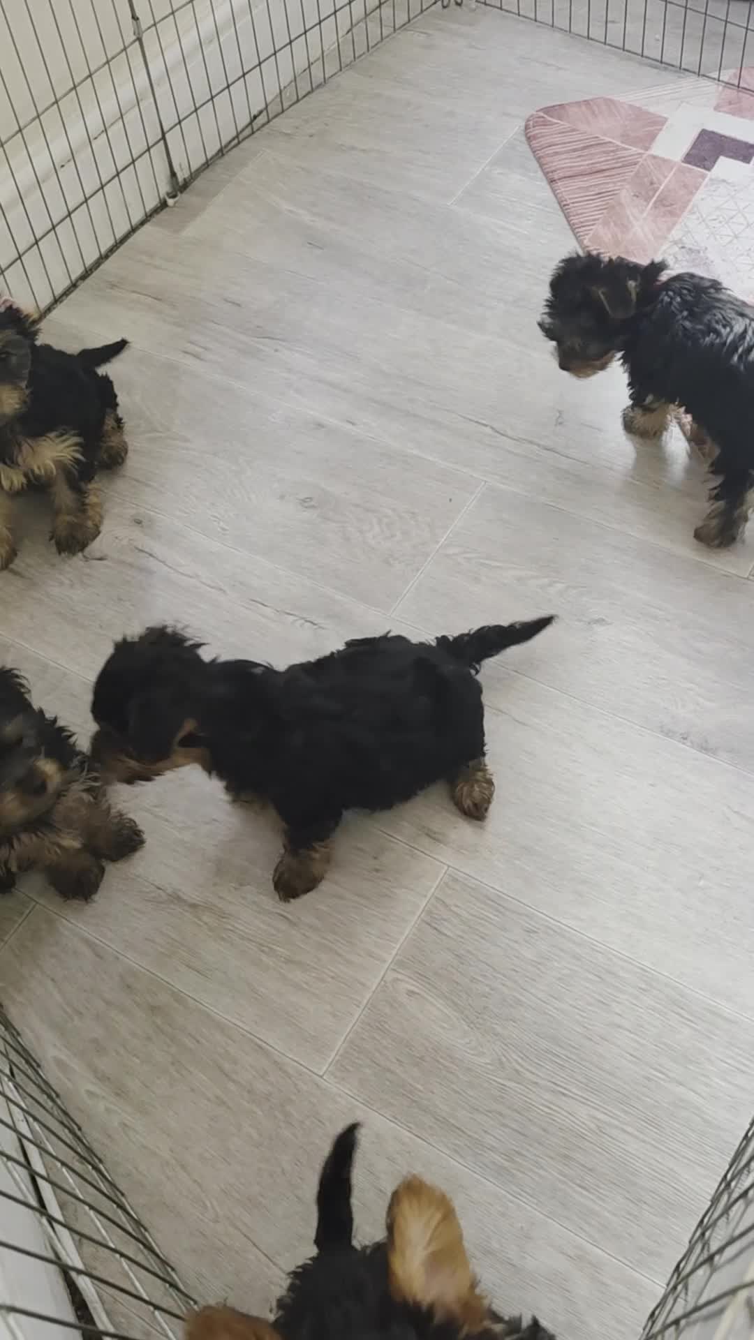 Yorkshire Terrier dogs for sale: Yorkshire Terrier puppies  in Ilford - Video 1