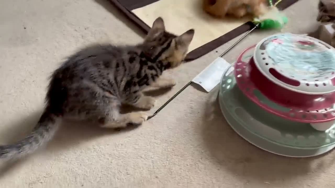 Mixed Breed cats for sale: Adorable bengal&tabby mix kittens  - Video 1