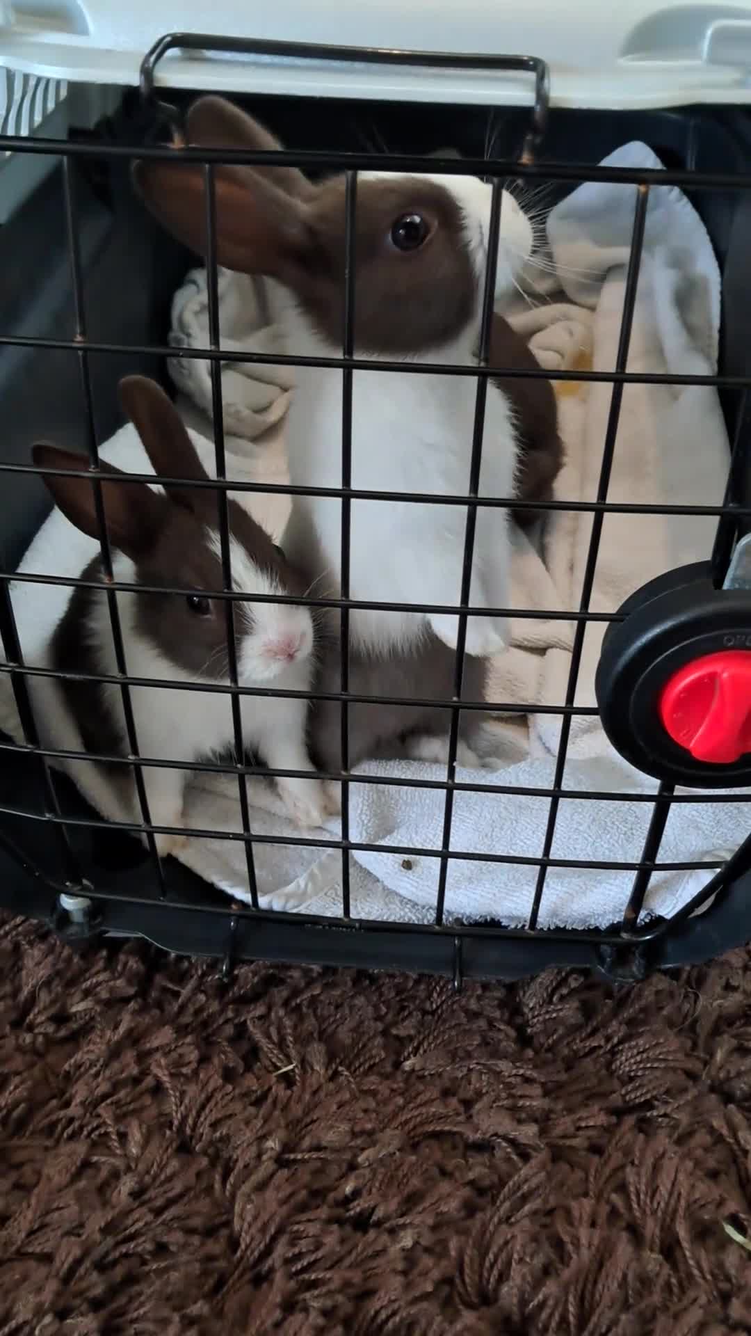 Dutch rabbits for sale: Pair of female baby Dutch rabbits for sale - Video 1