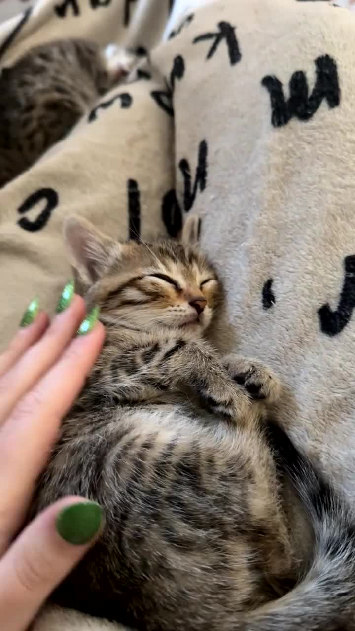 Bengal cats for sale: Cashmere bengals - Video 2