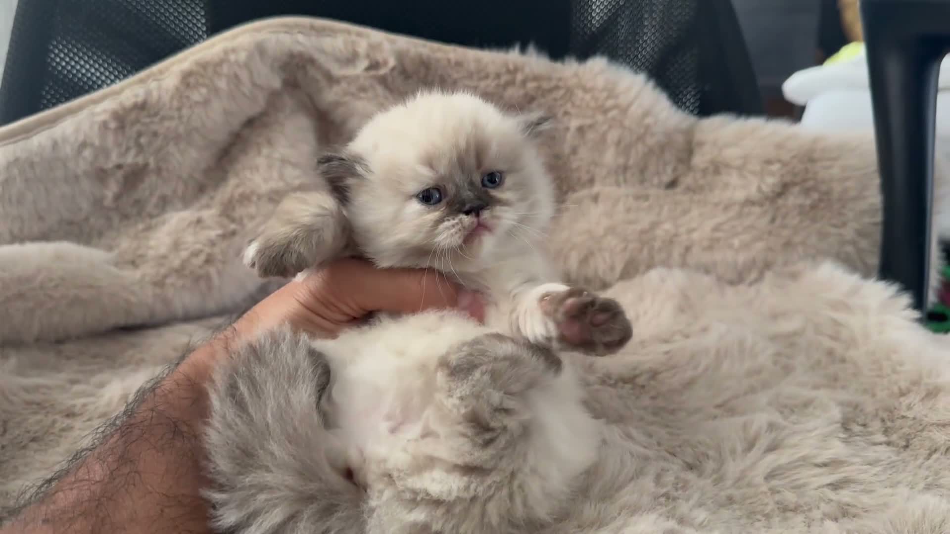 Persian cats for sale: Pedigree Persian Himalayan Kittens - Video 1