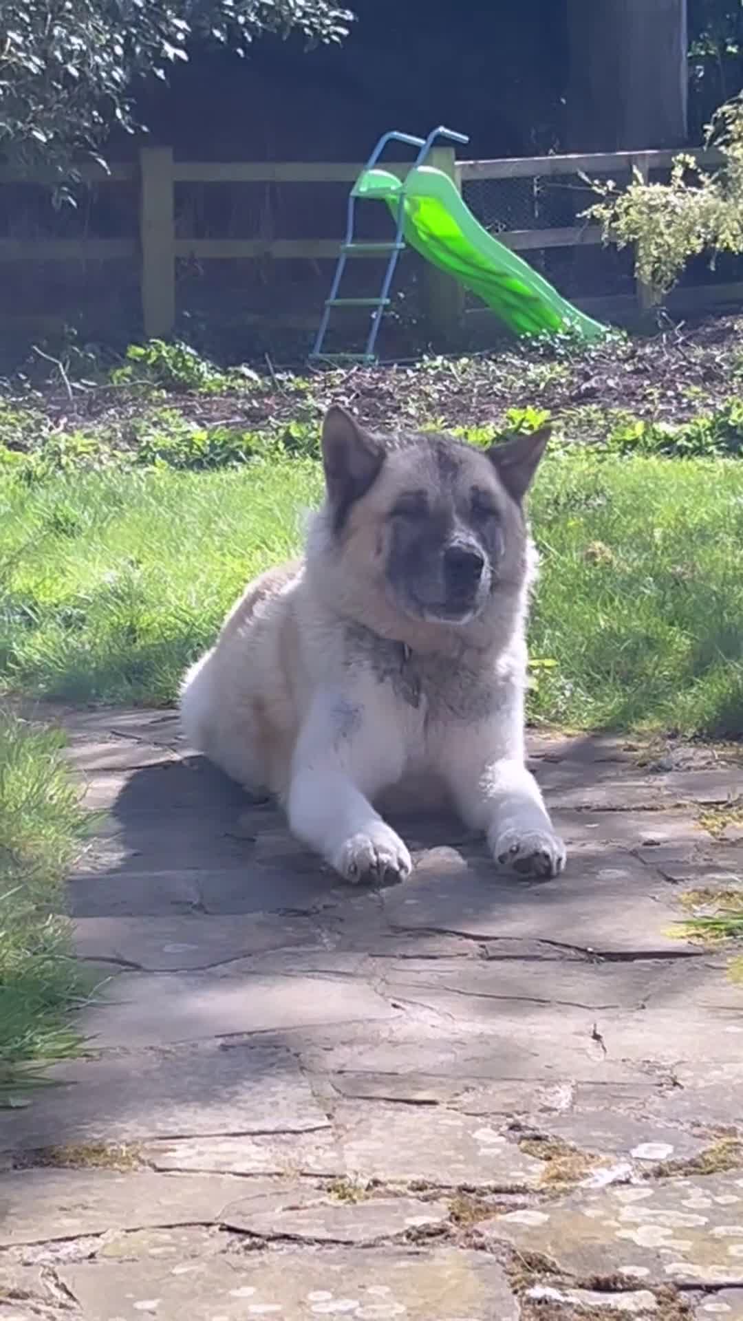 Akita dogs for sale: Rehoming our beloved family dog - Video 1