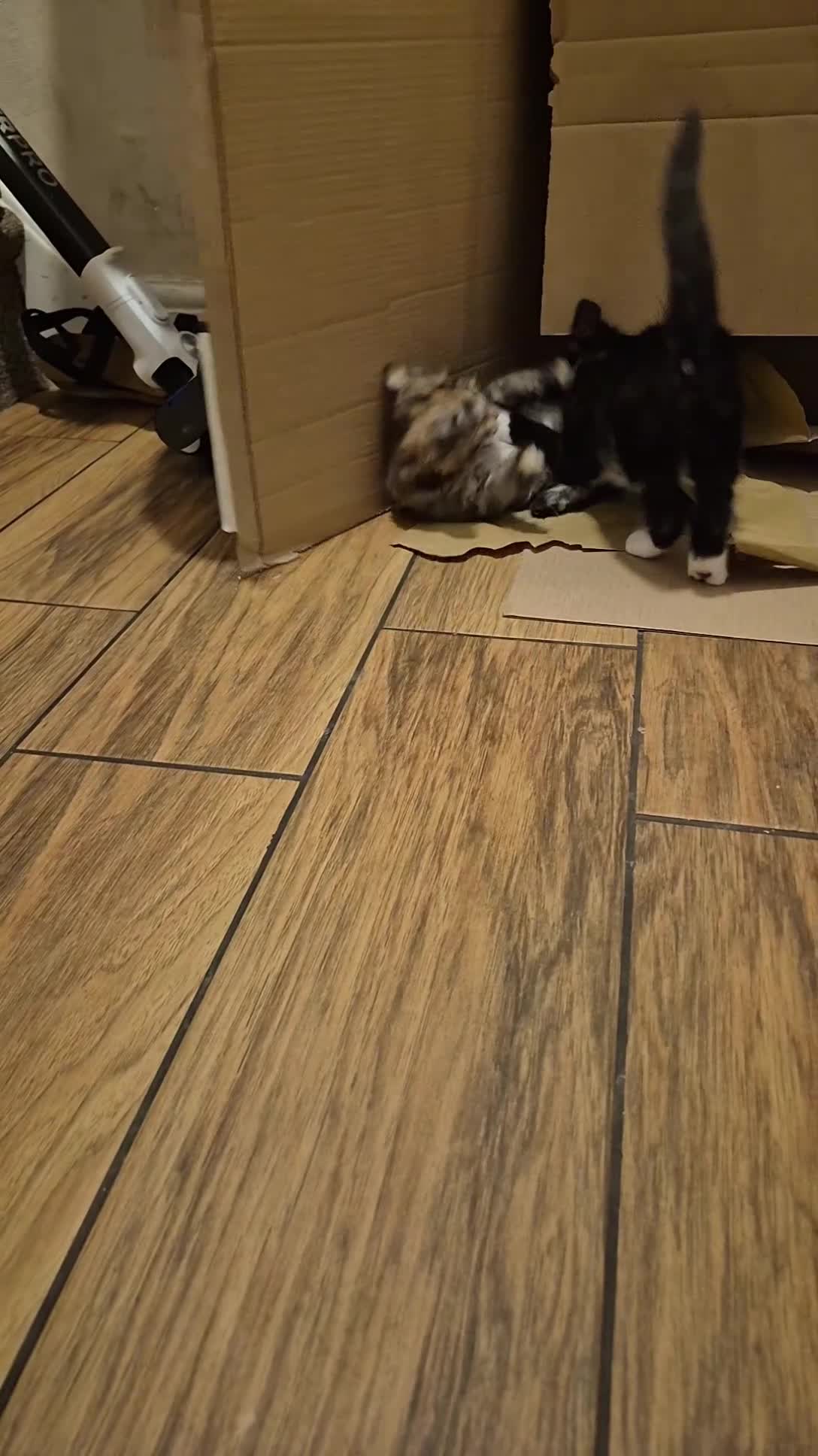 Mixed Breed cats for sale: Male black & White READY  - Video 1