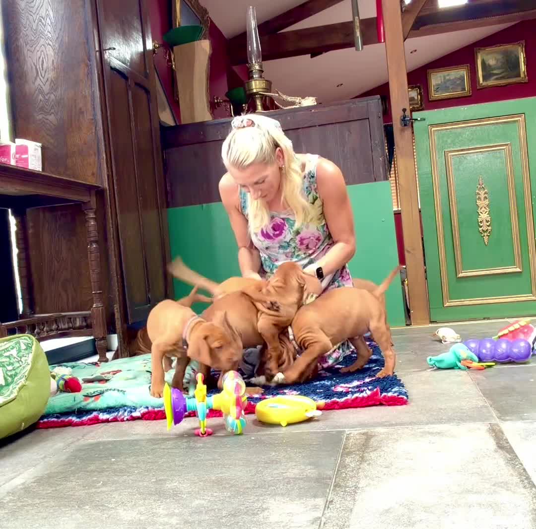 Hungarian Vizsla dogs for sale: Collect in two weeks!🐾KC smooth Hungarian Vizslas - Video 1