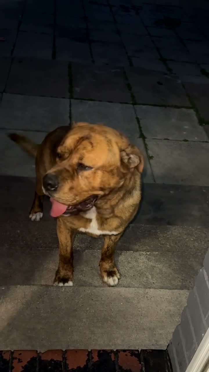 Mixed Breed dogs for sale: Presa canario x nepolyen mastiff  - Video 1