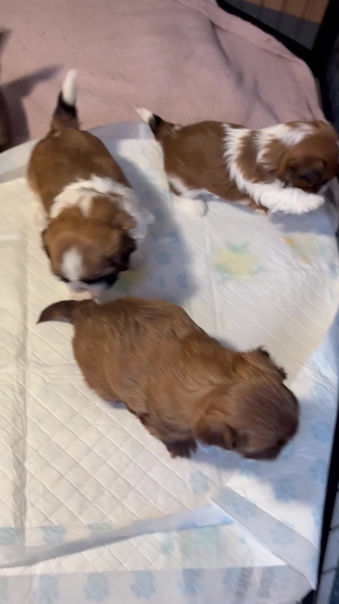 Shih Tzu dogs for sale: Beautiful shih tzu babies  - Video 4