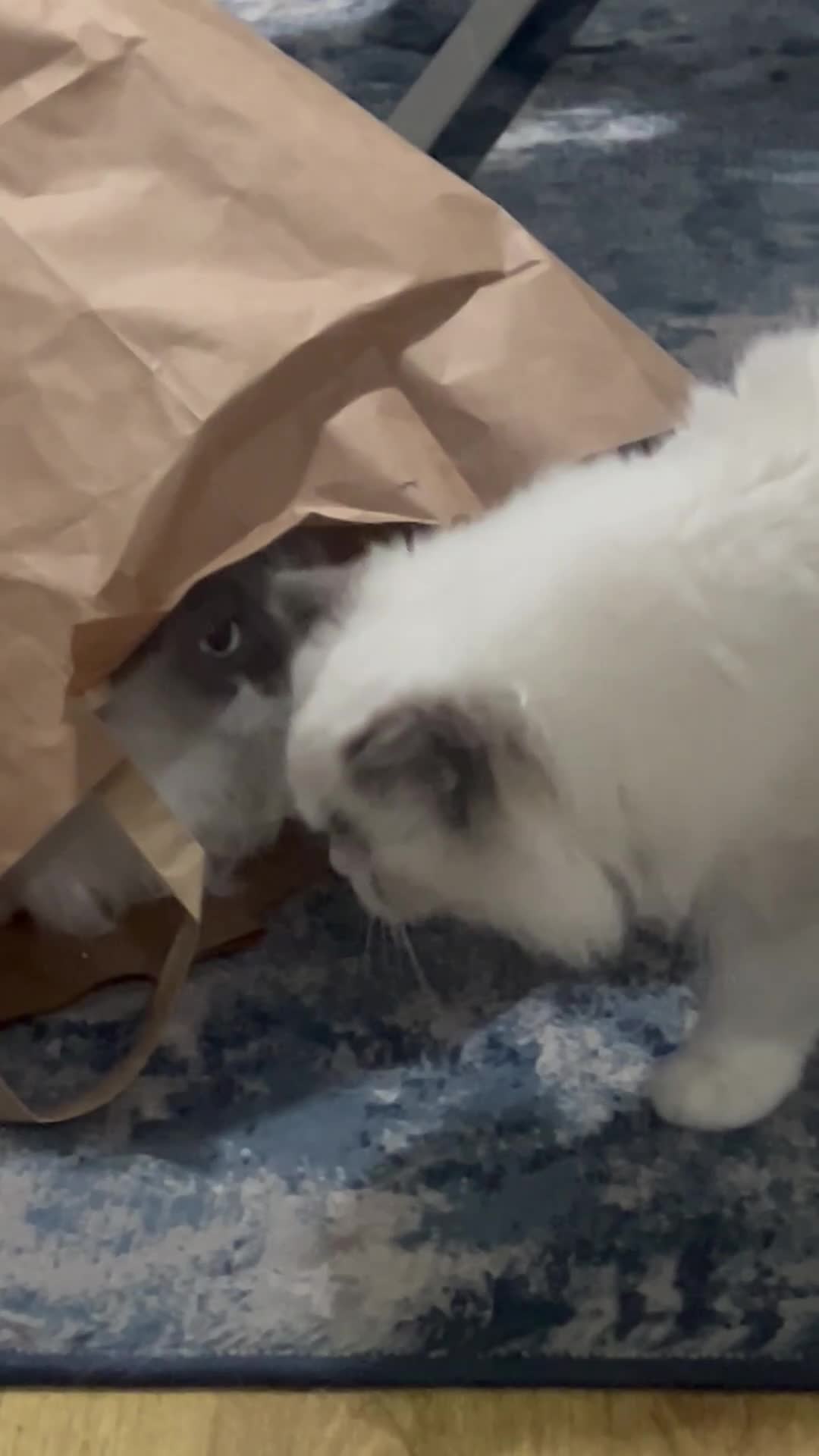 Ragdoll cats for sale: Ragdoll  - Video 3