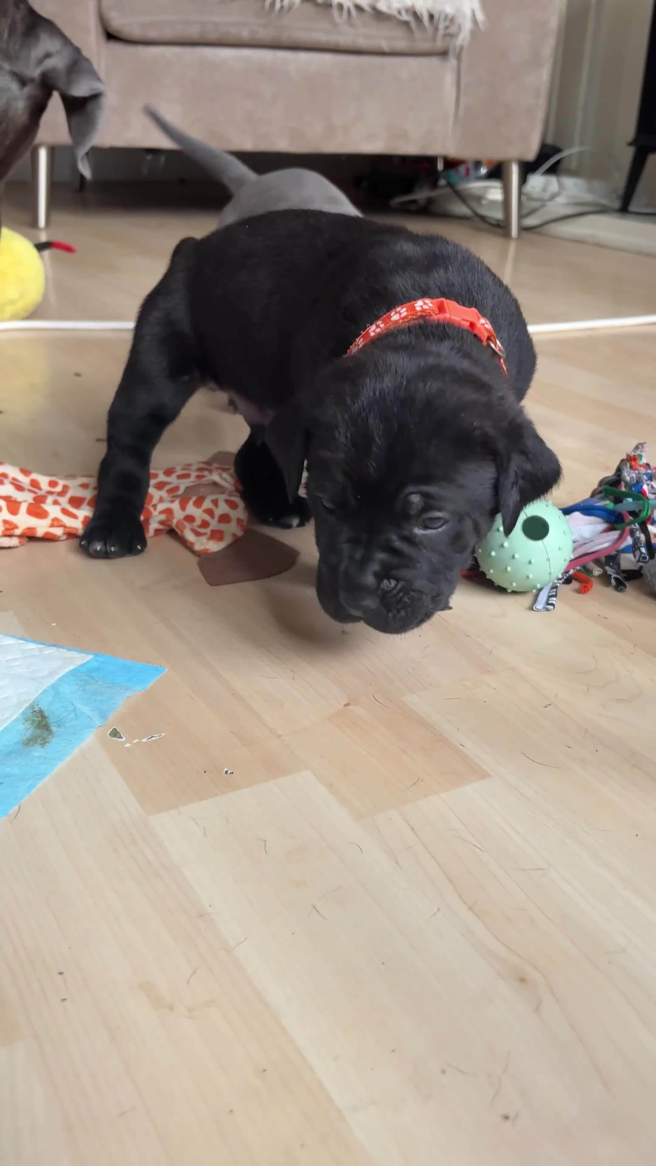 Cane Corso dogs for sale: Cane Corso puppies for sale-Black&Grey beauties!🐾 - Video 4