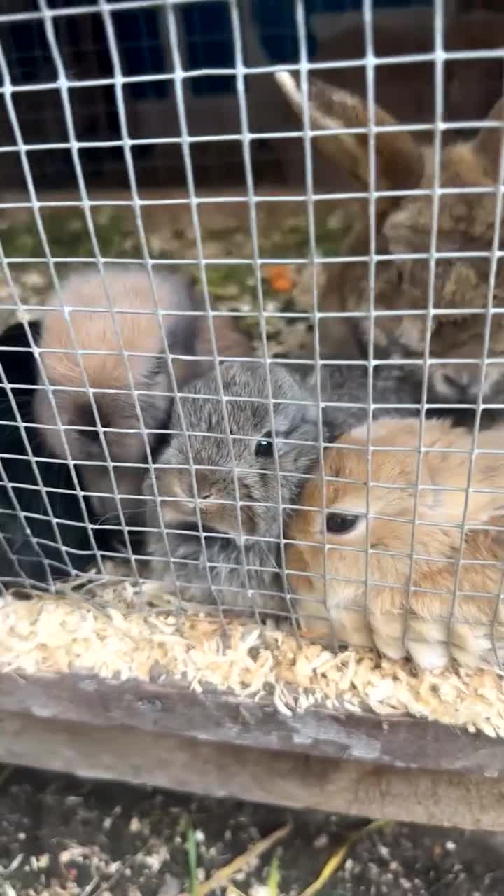 Mini Lop rabbits for sale: Baby rabbits for sale - Video 2