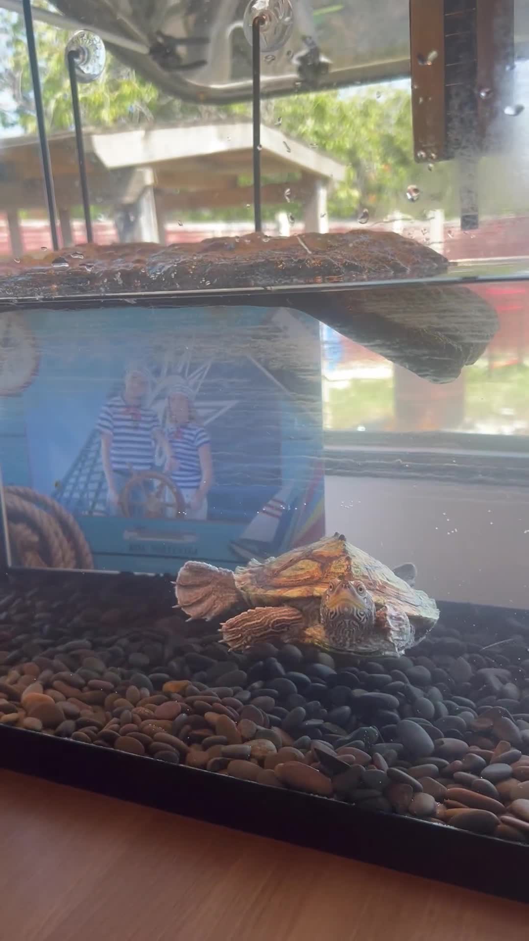 Turtle reptiles for sale: Mississippi Turtle - Video 2