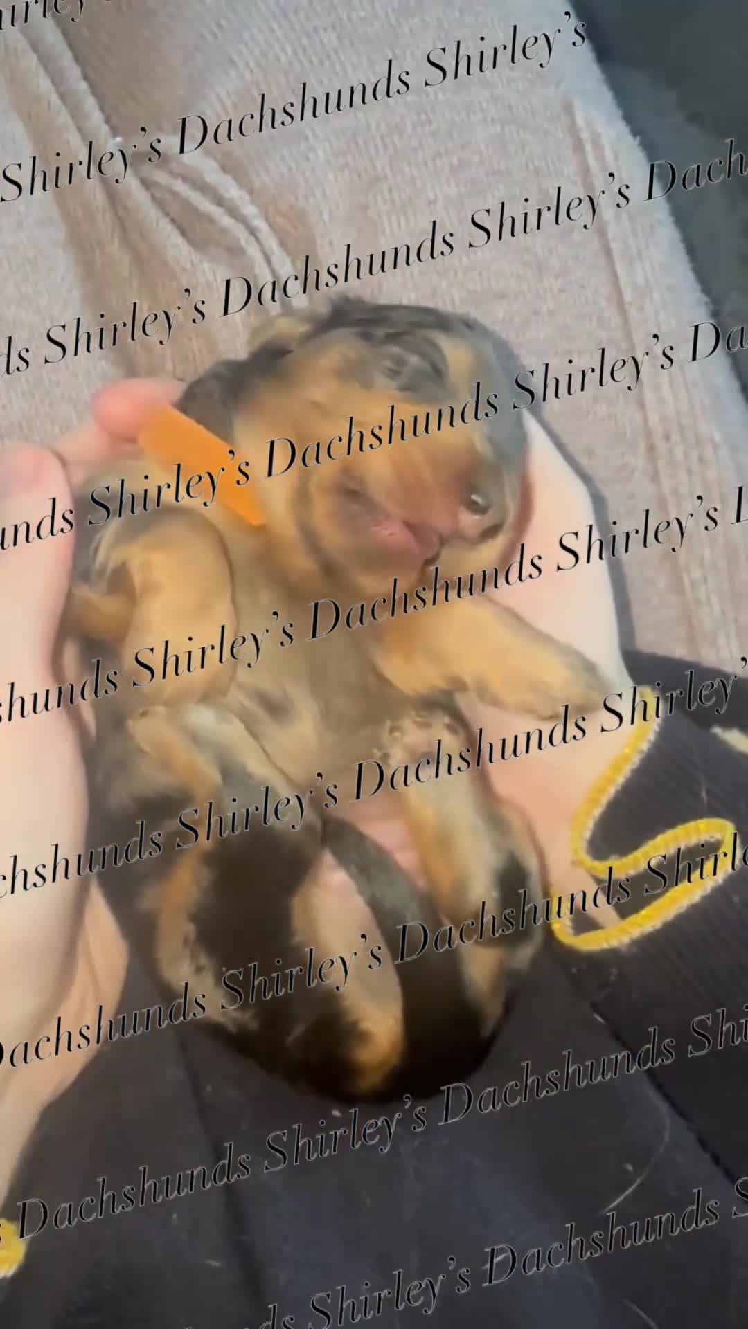 Miniature Dachshund dogs for sale: Longhaired Miniature Dachshunds KC Registered  - Video 2