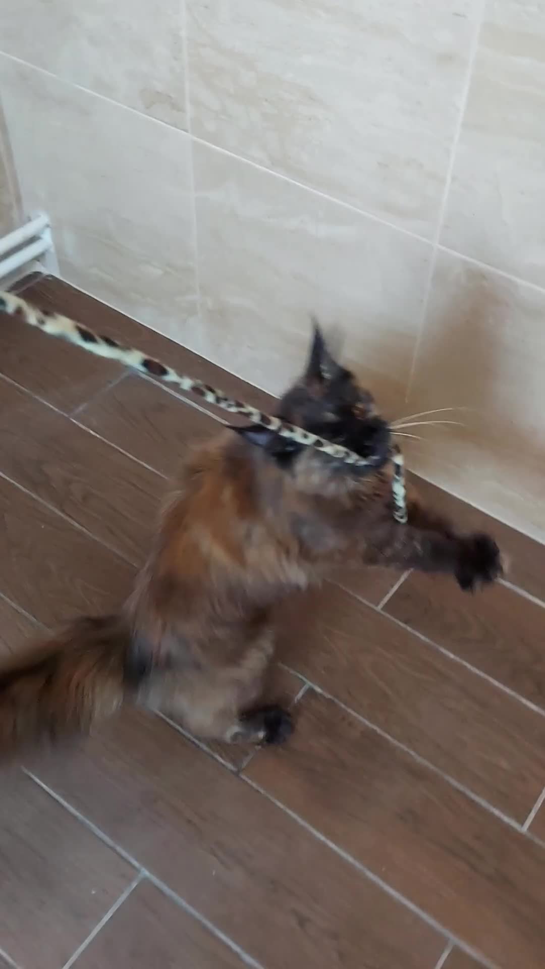 Maine Coon cats for sale: DNA TESTED MAINE COON FEMALE KITTEN !!!  - Video 2