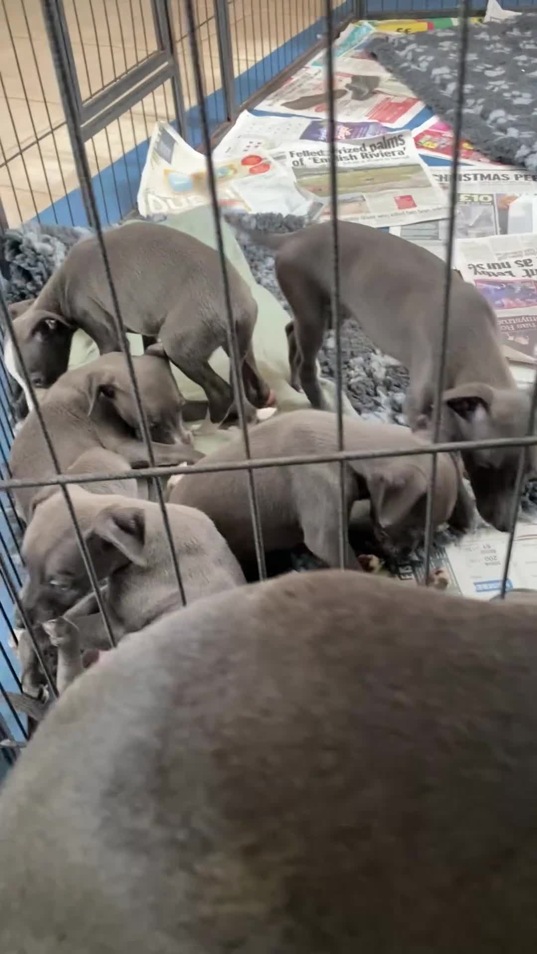 Whippet dogs for sale: 2 whippet puppies remaining ready for new homes - Video 2