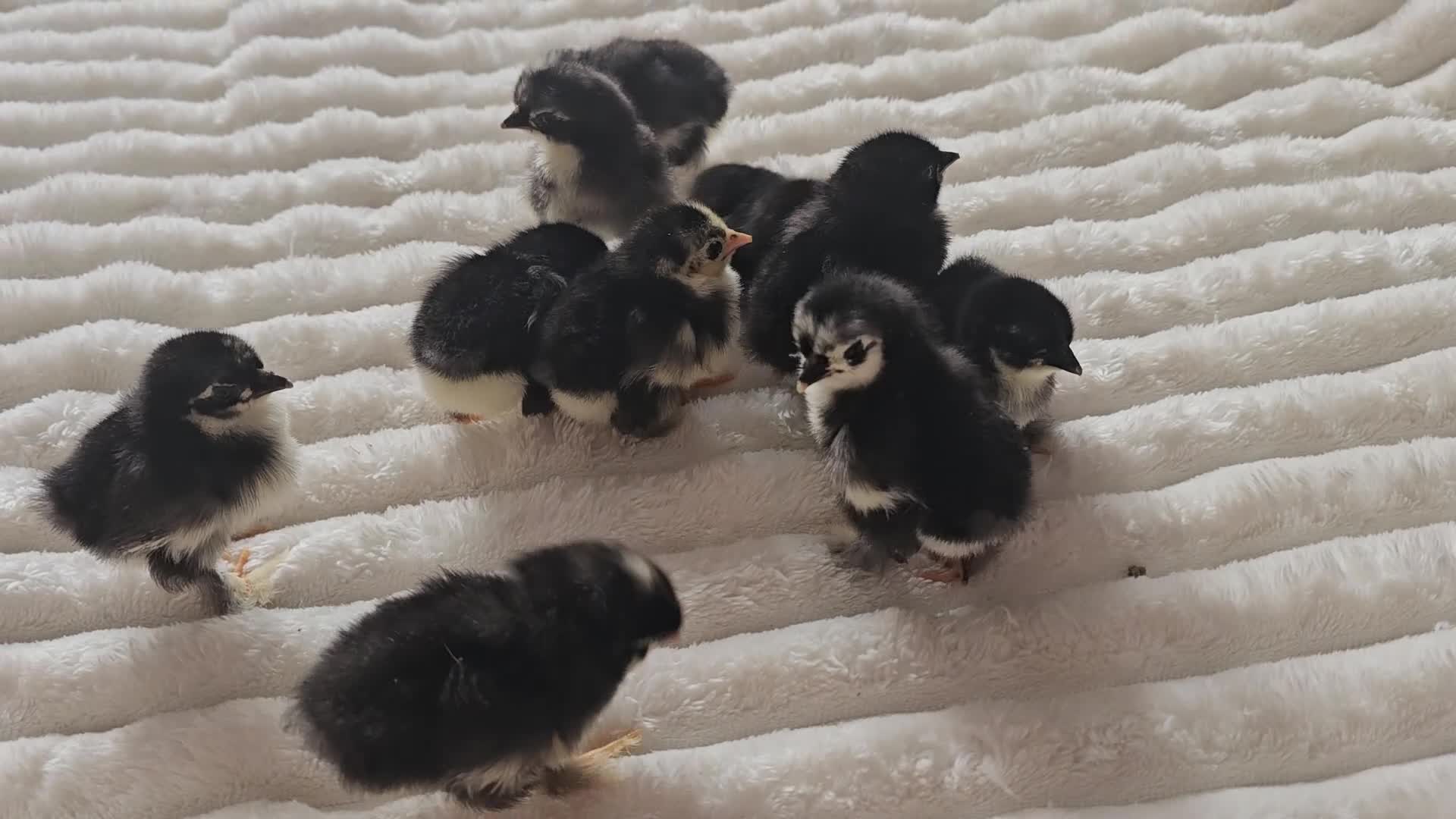 Chickens poultry for sale: Pekin Bantam Chicks - Video 1