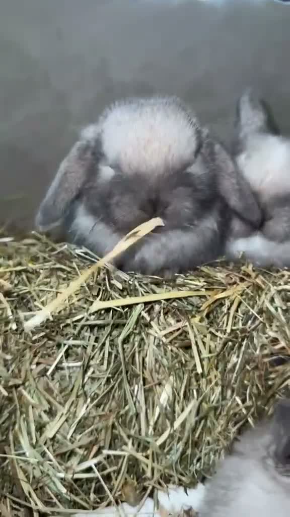 Mini Lop rabbits for sale: 🐰🌿 Beautiful Mini Lop Babies! 🌿🐰 - Video 1