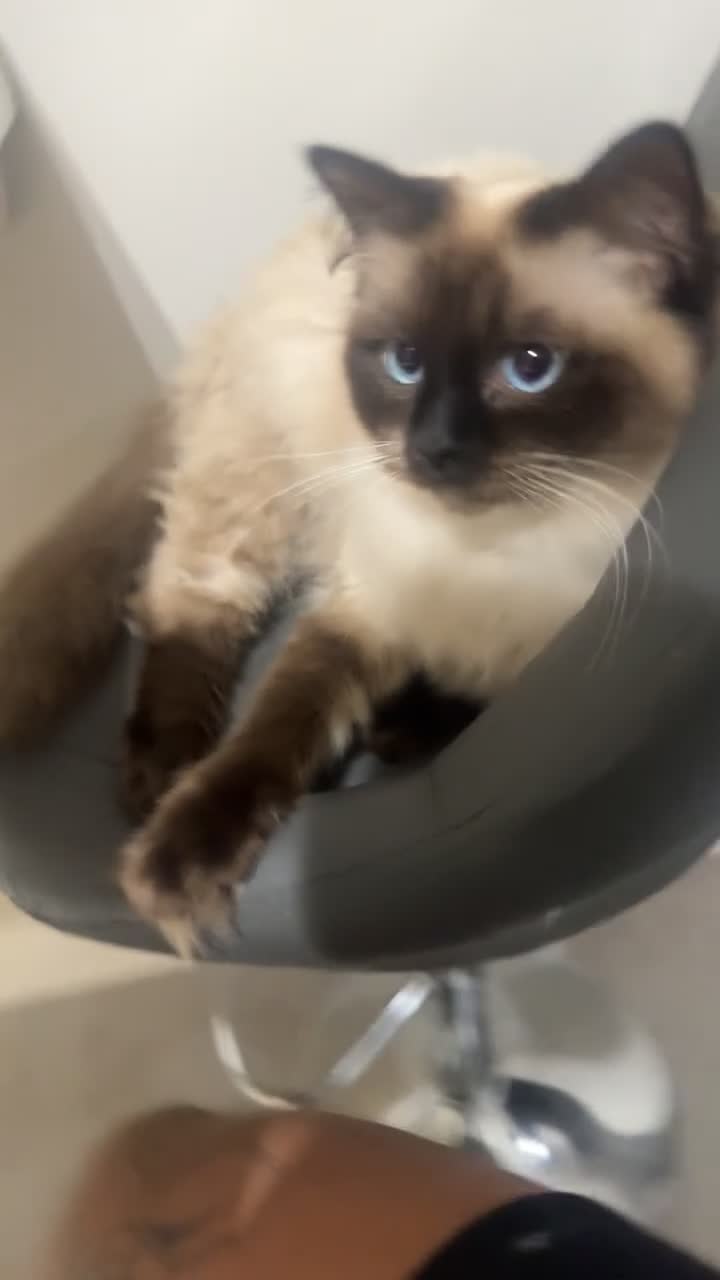 Ragdoll cats for sale: Beautiful Ragdoll kittens ready to leave! - Video 2