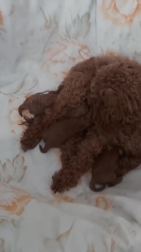 Toy Poodle dogs for sale: Asian toy poodle boy  - Video 2