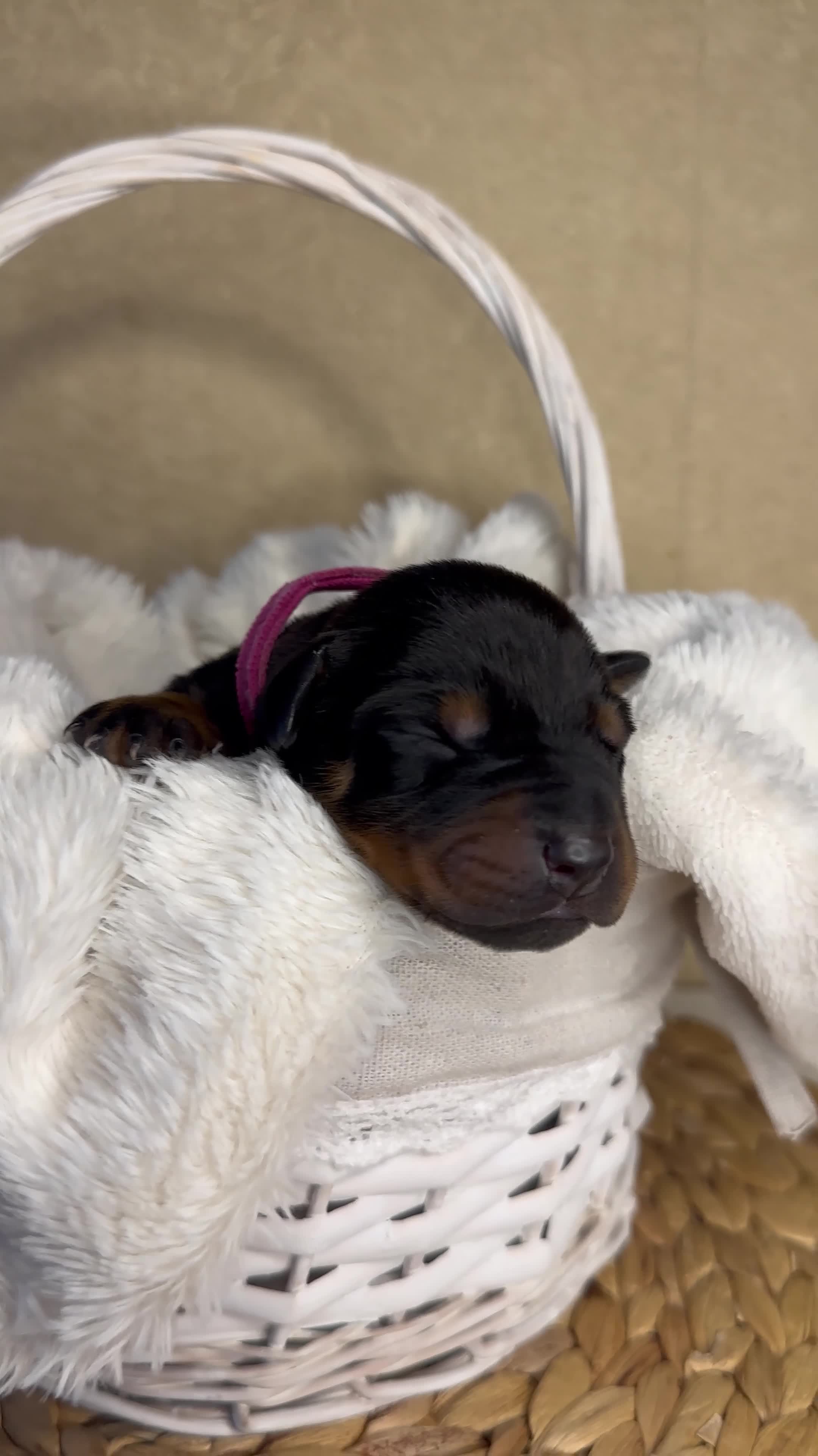 Dobermann dogs for sale: Champion Bloodline Doberman Puppies in Manchester - Video 3