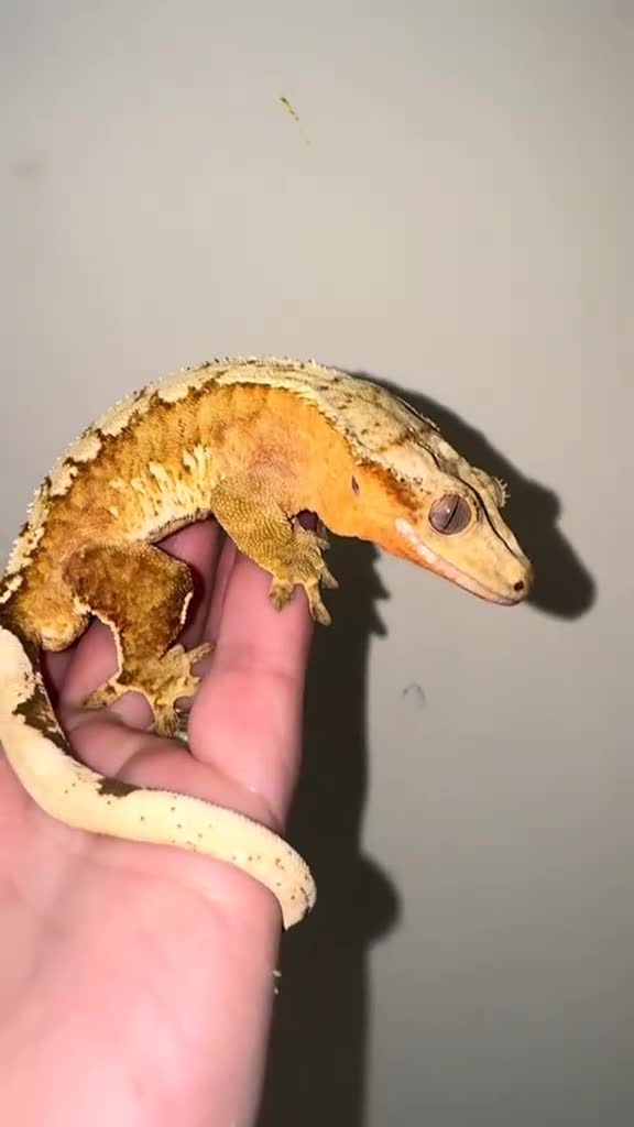 Gecko reptiles for sale: stunning crested gecko - Video 1