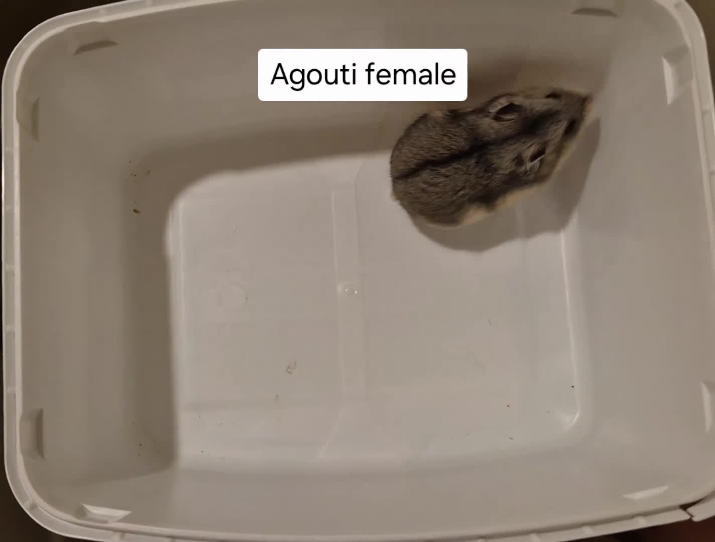 Hamster rodents for sale: Stunning Pedigree campbell dwarf hamsters  - Video 1