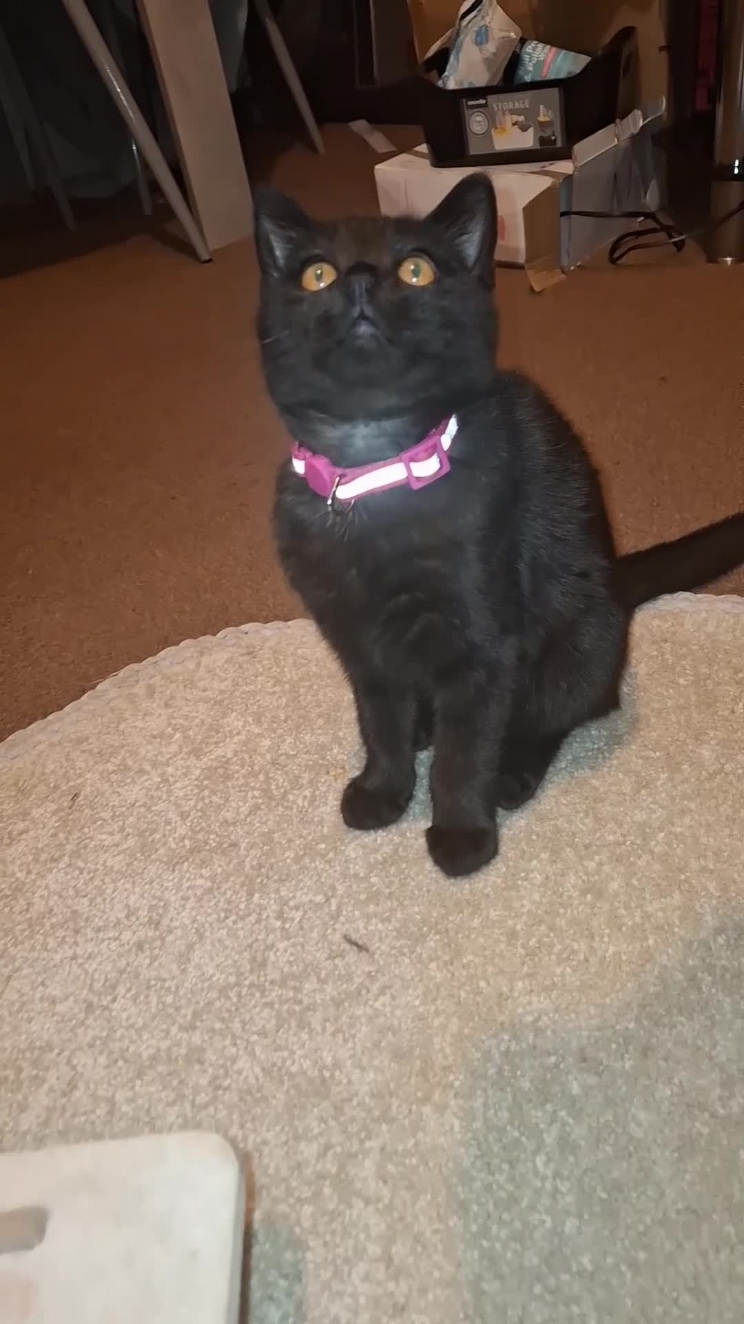 Mixed Breed cats for sale: ADORABLE FEMALE MIXED BRITISH SHORTHAIR KITTENS - Video 2