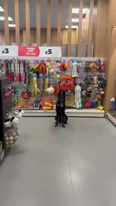 German Shepherd dogs for sale: Exceptional German Shepherd | KC Registered  - Video 5