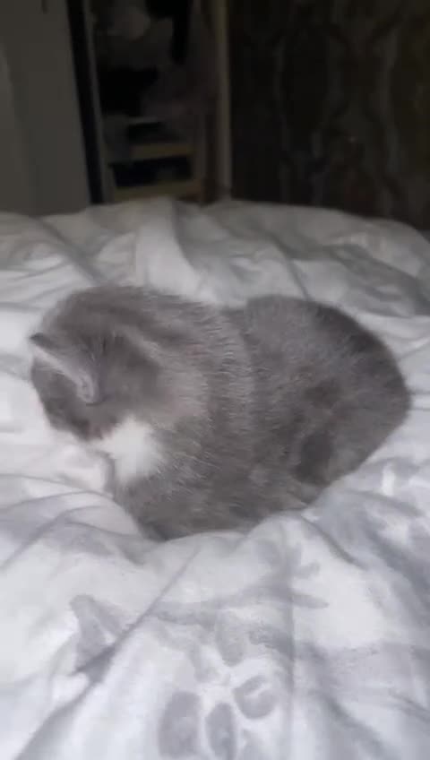 Mixed Breed cats for sale: 2 mix breed cats for sale (rare colours) tuxedo  - Video 1