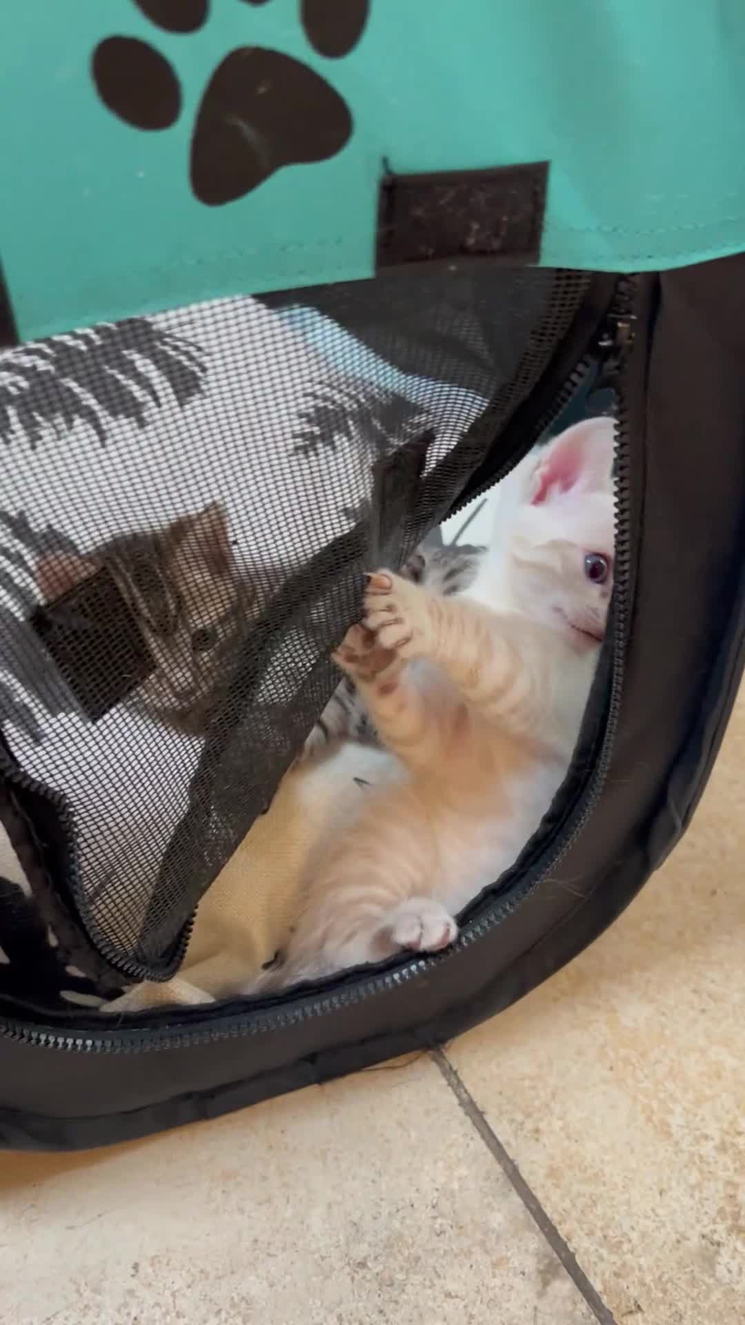 Bengal cats for sale: Two Beautiful Bengal kittens  in London - Video 1