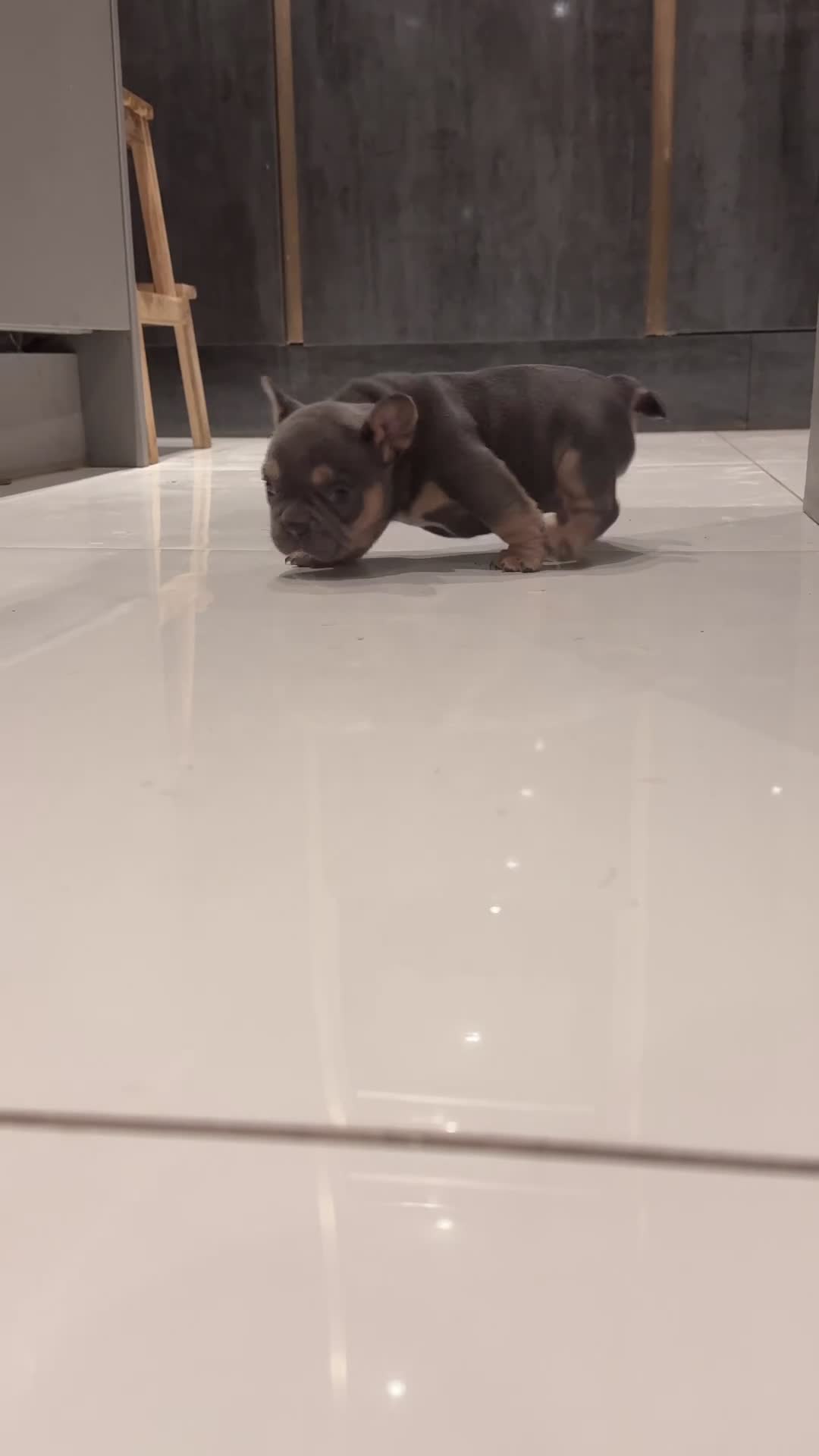 French Bulldog dogs for sale: KC reg Frenchbull dog puppies  - Video 2