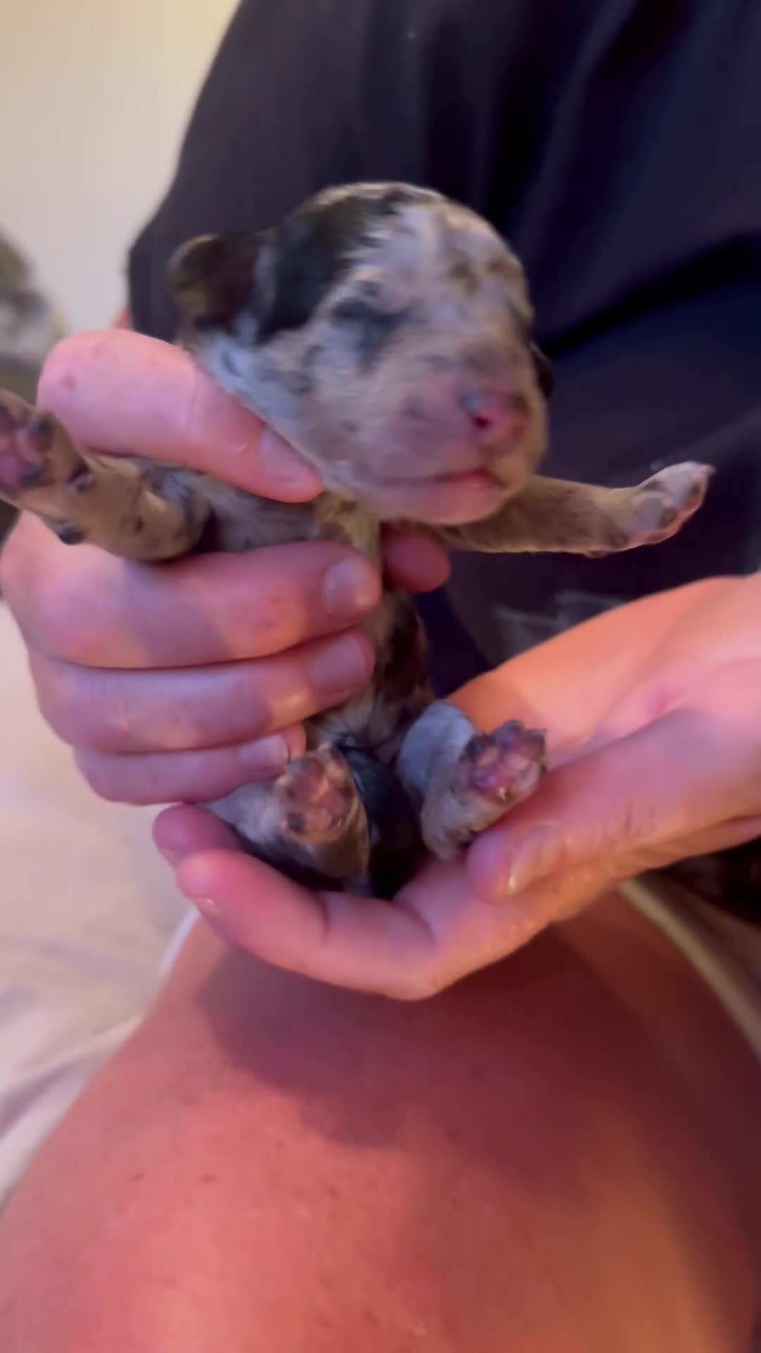 Mixed Breed dogs for sale: Mini cockapoo puppies. Reserve yours now! - Video 5