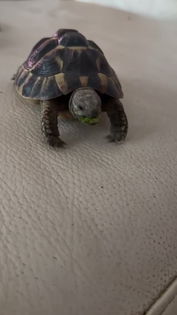 Tortoise reptiles for sale: Terry - Video 1