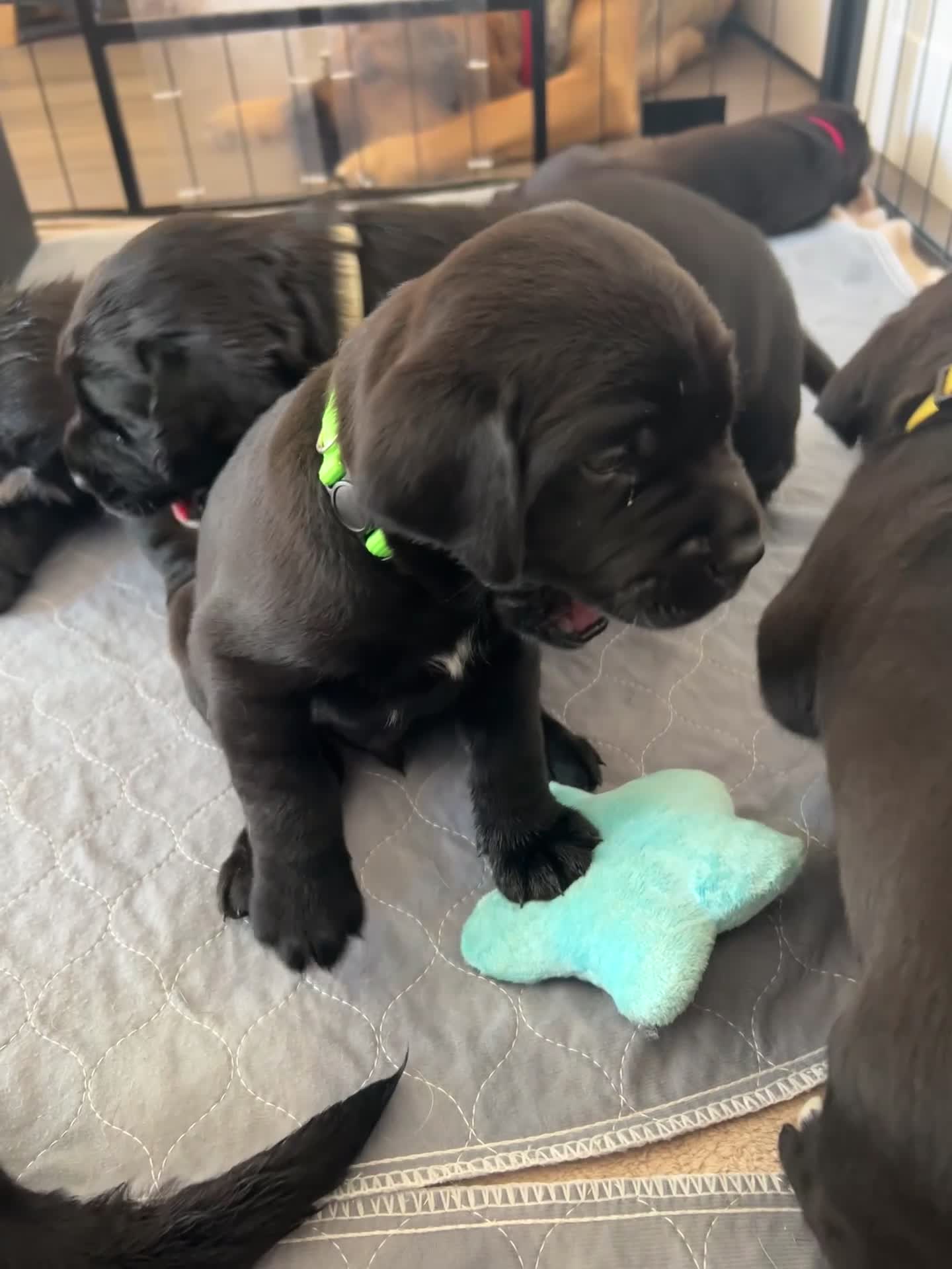 Mixed Breed dogs for sale: Gorgeous puppies - Video 1