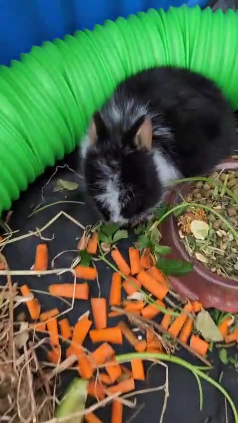 Mixed Breed rabbits for sale: Mixed sex baby bunnies  in Yeovil - Video 1