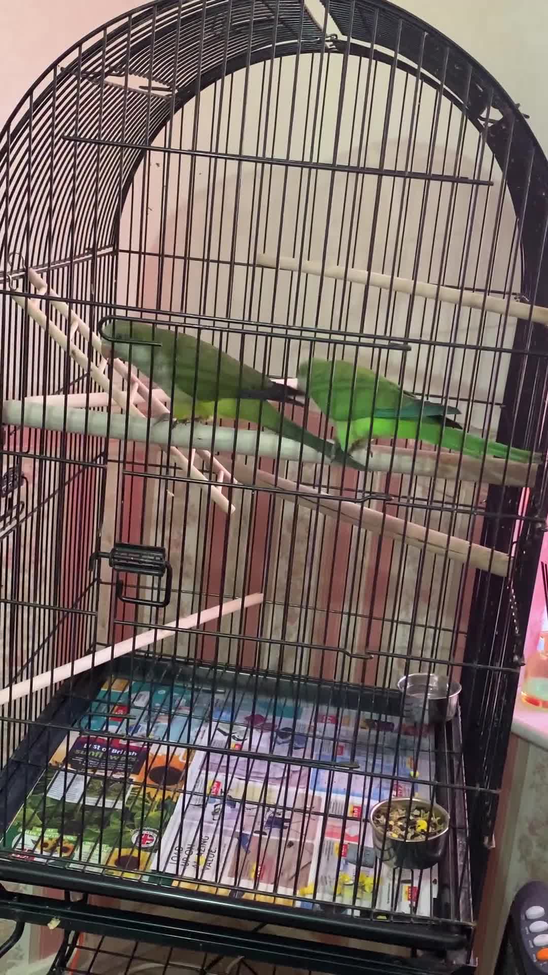 Parakeets birds for sale: Two hand reared quaker parrots  - Video 1