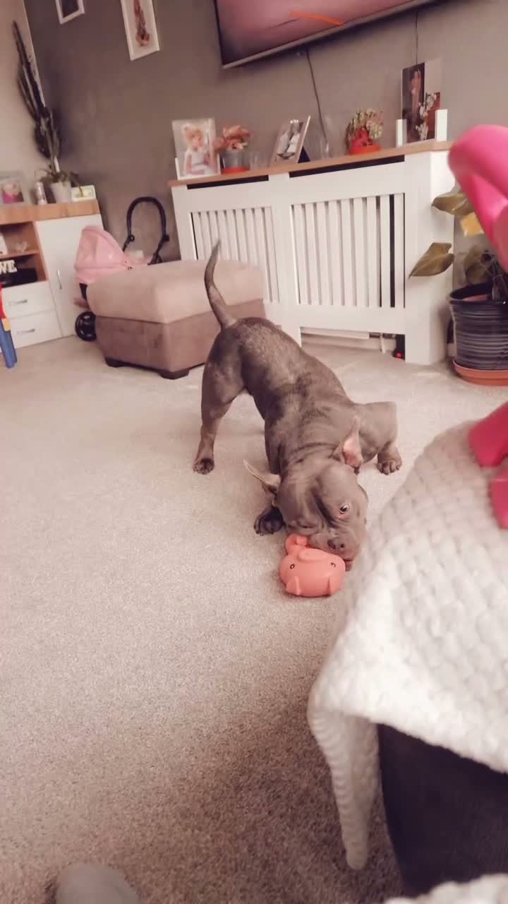 American Bully dogs for sale: Jax the pocket bully - Video 4